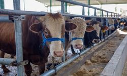 Tarım Bakanlığı Kurban Bayramı Öncesi Hayvan Hareketlerine Karşı Önlem Aldı