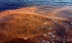 Tekirdağ Sahilinde Mevsimsel Alg Patlaması Görüldü