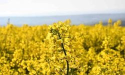 Tekirdağ'da Kanola Tarlaları Baharı Müjdeledi