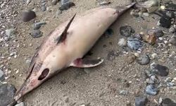 Trabzon Sahillerinde Bir Ayda Üçüncü Yunus Balığı Ölümü