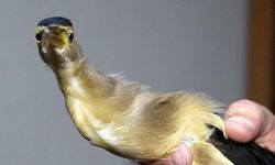 Trabzon'da Öğrenciler Nesli Tehlike Altındaki Balaban Kuşunu Kurtardı