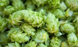 Türkiye'de Değersiz Görülen Şerbetçi Otu Filizleri Avrupa'da Lüks Sofralarda