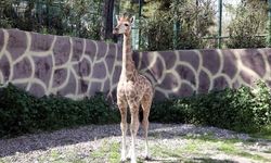 Türkiye'de Doğan İlk Zürafanın İsmi Anketle Belirlenecek