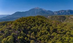 Türkiye'nin En Yeşil İlleri Açıklandı: Rize ve Trabzon Listenin Dışında Kaldı