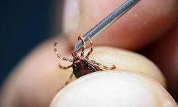 Uzmanlardan Kene Uyarısı: Hastalıklar Ciddi Sonuçlar Doğurabilir