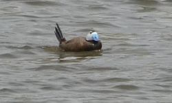 Van Gölü Havzasında Dikkuyruk Popülasyonu Artıyor