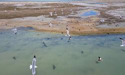 Van Gölü Havzasında Nesli Tehlike Altındaki Dikkuyruk Kuşu Görüntülendi