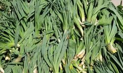 Van'da Çiriş Otu Tezgahlarda: Kilosu 100 Liradan Satılıyor