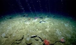 Yer Altındaki Mikropların Yüzeye Taşınma Süreci: Tektonik Pompa Etkisi