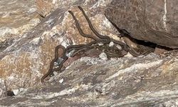 Yüksekova'daki Yılan Pınarı, Brezilya'nın Yılan Adası'nı Andırıyor