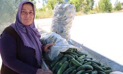 Adana'nın Atalık Karaköy Salatalığında Hasat Sezonu Başladı