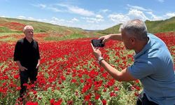 Adıyaman'da Nohut Tarlası Gelinciklerle Kırmızıya Büründü