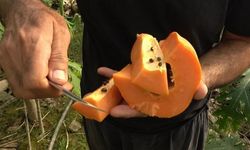 Alanya'da Tropikal Papaya Hasadı Başladı: Kilosu 90 TL'ye Kadar Çıkıyor