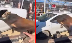 Ankara'da Kaçan Boğa Minibüsün Camından Girmeye Çalıştı