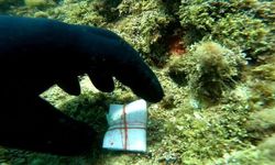 Antalya'da Hıdırellez Kutlamaları Sonrası Deniz Temizliği