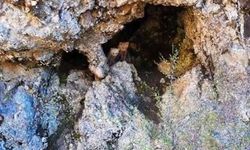 Artvin'de Anne Ayı ve Yavruları Doğal Ortamlarında Görüntülendi