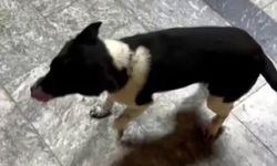 Atlarla Büyüyen Köpek, At Gibi Yürüyüşüyle Dikkat Çekiyor