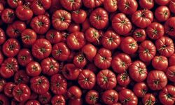 Ayaş Domatesi Dünyanın En İyi 10 Domatesi Arasında Yer Aldı