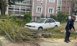 Beylikdüzü'nde Kuvvetli Rüzgar Ağaç Devrilmesine Neden Oldu