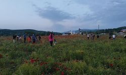 Bingöl'de Doğal Gelincik Tarlası Bayram Dönüşçülerinin Durağı Oldu