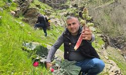 Bitlis Yaylalarında Baharın Habercisi: 'Yayla Muzu' Işkın Bitkisi