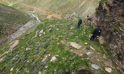 Bitlis'te Bahar Bereketi: Işkın Toplamak İçin Yoğun İlgi