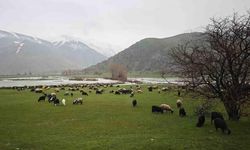 Bitlis'te Meralar Yeniden Canlandı, Hayvanlar Otlatılmaya Başlandı