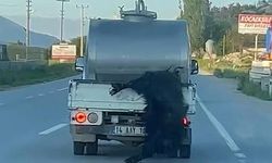 Bolu'da Kurbanlık Hayvan Araçtan Sarkıtılarak Sürüklenirken Görüntülendi