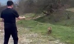 Bolu'da Vatandaş Tilkiyi Ellerinden Besledi