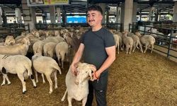 Bursa Kurban Pazarında Üçüncü Boynuzlu Koç İlgi Odağı Oldu