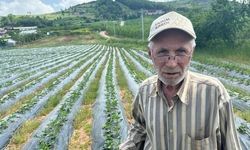 Bursa'da 77 Yaşındaki Çilek Üreticisinin Fide Yatırımı 275 Bin TL'yi Buldu