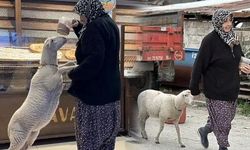 Bursa'da Bayram Öncesi Kaybolan Kuzu Sahiplerine Kavuştu