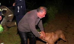 Bursa'da Taşkın Faciası: Çiftlik Sahibi ve Köpeği Son Anda Kurtarıldı