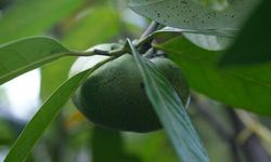 Dışı Olgunlaştığında İçinde Çikolata Tadında Lezzet Saklayan Meyve: Kara Sapote