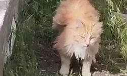 Erzincan'da Kanatları Andıran Tüyleriyle Dikkat Çeken Kedi