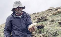 Erzincan'ın Dağlarında Yetişen Çaşır Mantarı Kilogramı 2 Bin Liradan Satılıyor