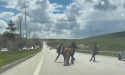 Erzurum'da Kurbanlıkların Kaçışı Trafikte Aksamalara Neden Oldu