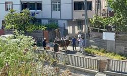 Esenyurt'ta Kaçak Kurban Kesimine Zabıta Müdahalesi
