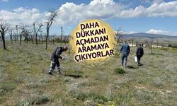 Eskişehir'de Dolaman Mantarı Arayışı Sürüyor