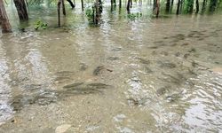 Fırat Nehri'nde Akıntı Güçlendi, Binlerce Balık Kıyıya Yaklaştı