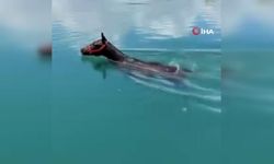 Fırat Nehri'nde Suda Yüzen At Şaşkınlık Yarattı