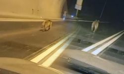 Giresun Duroğlu Tüneli'nde Ayı Sürprizi