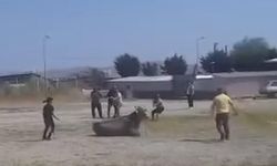 Gönen Hayvan Pazarında Kaçan İnek Paniğe Yol Açtı