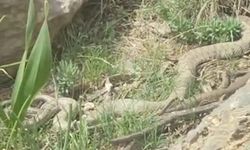 Hakkari'de Doğa Yürüyüşünde Nadir Dev Engerek Görüldü