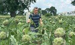 Hasanağa Enginarında Hasat Başladı: Tarlada Tanesi 50 TL'den Satılıyor