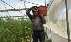 Hatay'da Domates Hasadında Verim Düşüşü, Fiyat Artışıyla Telafi Ediliyor