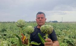 Hataylı Çiftçi KKTC'de Tanıştığı Enginarı Memleketinde Yetiştirmeye Başladı