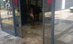 Hayvan pazarından kaçan kurbanlık acil servise girdi