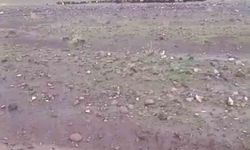 Iğdır'da Sağanak ve Dolu Sonrası Meydana Gelen Selde Hayvanlar Kurtarıldı