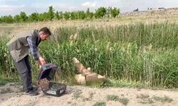 Iğdır'da Yaralı Şahin Tedavi Edilerek Doğaya Salındı